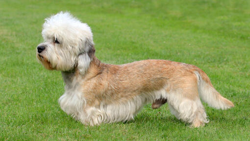 Dandie Dinmont Terrier steht auf dem Gras