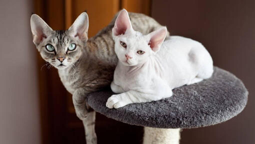 Zwei Devon Rex-Katzen machen zusammen ein Nickerchen