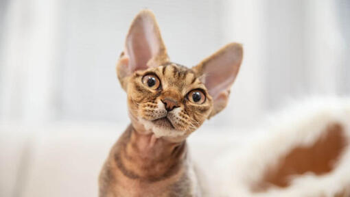 Devon Rex Kätzchen beobachtet jemanden