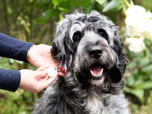 Owner checking dogs collar