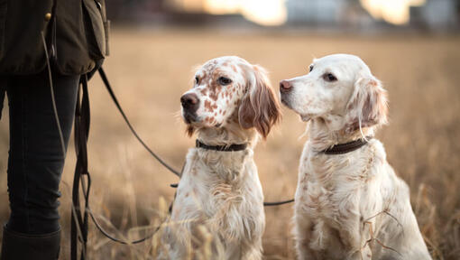 Zwei weiße English Setters, die Besitzer betrachten