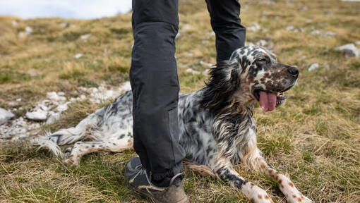 English Setter, der auf dem Boden liegt