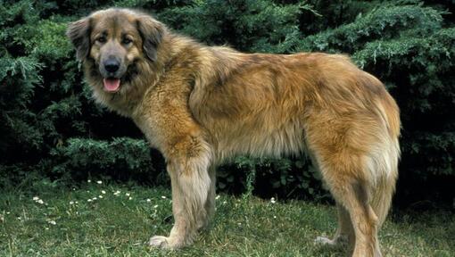 Cão da Serra da Estrela steht auf dem Rasen