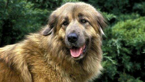 Cão da Serra da Estrela beobachten