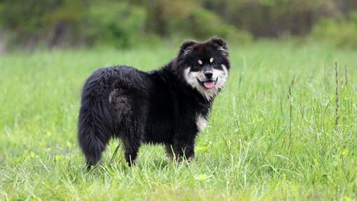 Der finnische Lapphund steht auf dem Feld.