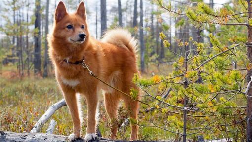 Der finnische Spitz steht im Wald.