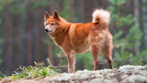 Der finnische Spitz steht auf dem Felsen.