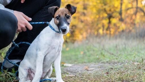 Glatthaar Foxterrier mit blauem Kragen