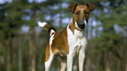 Glatthaar Foxterrier mit glattem Mantel, der im Wald steht