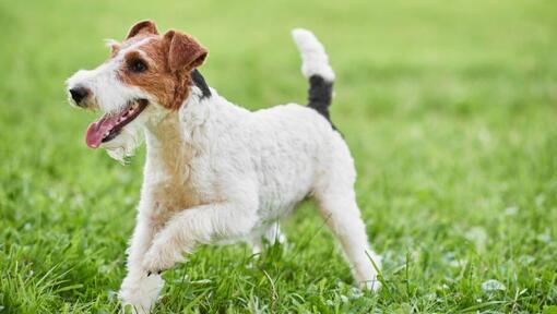 Drahthaar Foxterrier spielt auf dem Rasen