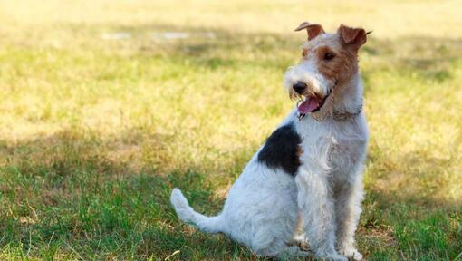 Drahthaar Foxterrier sitzt im Gras