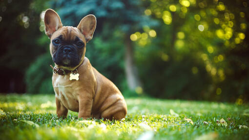 was wiegt eine ausgewachsene franzosische bulldogge