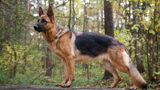 Deutscher Schäferhund im Wald