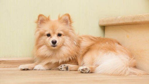 Brown Mittelspitz liegt auf der Treppe