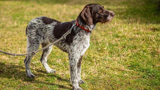 Deutscher Drahthaar Pointer an der Leine