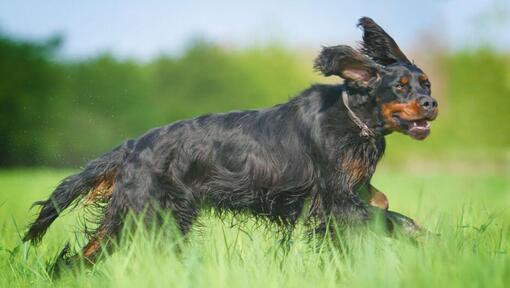 Hund läuft im Gras