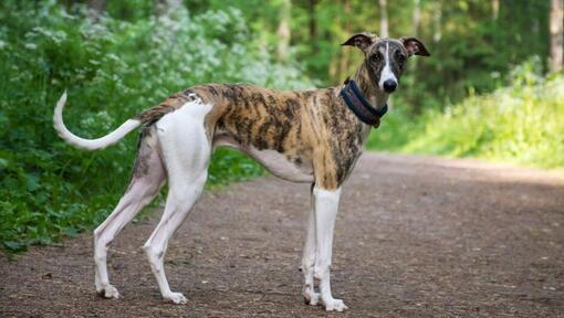 Windhund geht im Wald spazieren