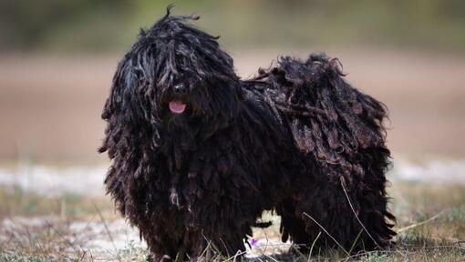 Der kleine ungarische Puli steht in der Nähe des Waldes