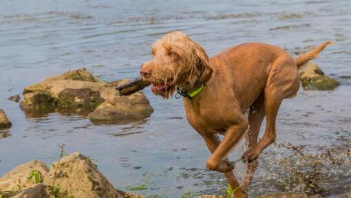 Magyar Vizsla Drahthaar spielt und springt im Fluss