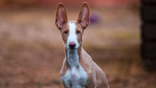 Podenco Ibicenco beobachtet jemanden