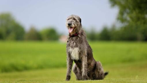 Der irische Wolfshund steht an einem warmen Frühlingstag im Gras