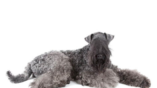 Kerry Blue Terrier posiert vor der Kamera