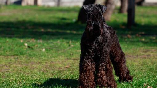 Kerry Blue Terrier steht auf dem Gras