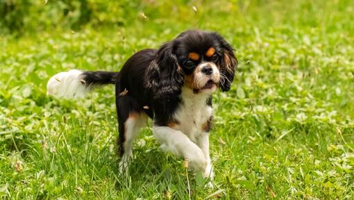 King Charles Spaniel spielt im Garten