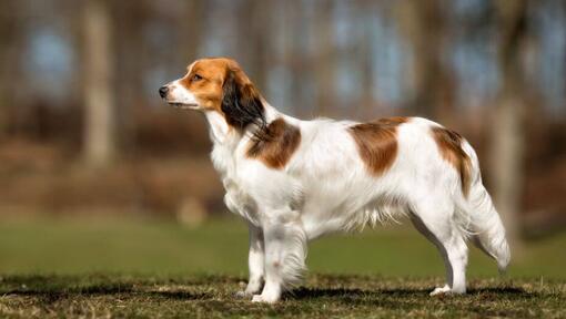 Kooikerhondje steht an einem warmen Sommertag im Garten