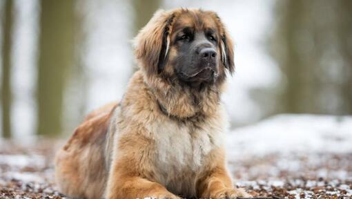 Leonberger liegt in der Nähe eines verschneiten Waldes