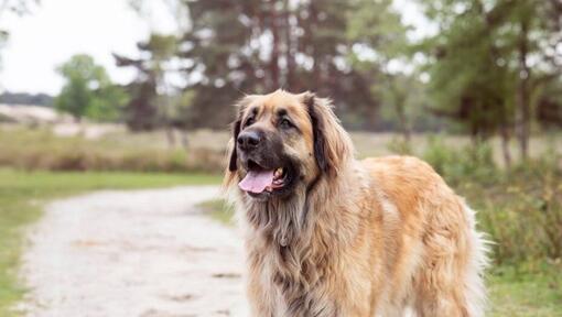 Leonberger steht auf einem Weg in der Nähe des Waldes