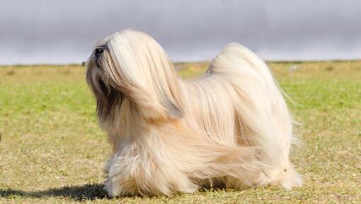 Lhasa Apso steht und der Wind bläst ein Fell