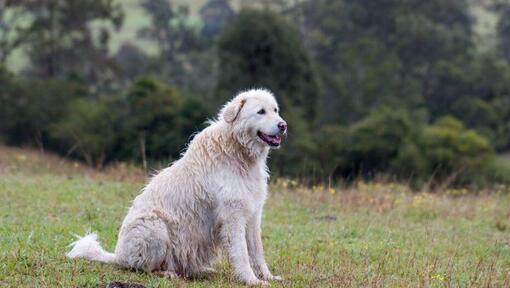 Maremmen-Abruzzen-Schäferhund steht in der Nähe des Waldes