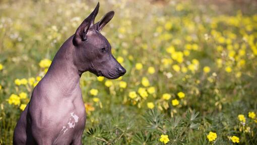 Hund, der im gelben Blumenfeld sitzt