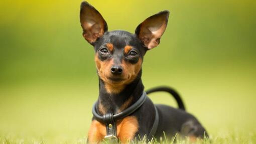 Hund sitzt im Gras