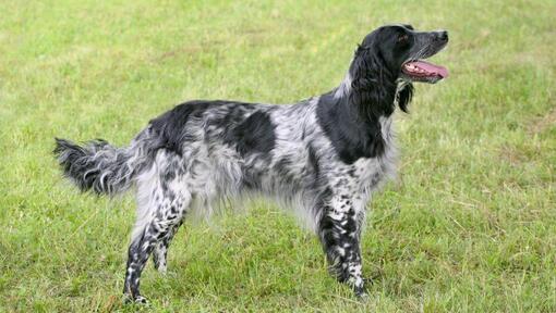 Münsterländer steht im Gras