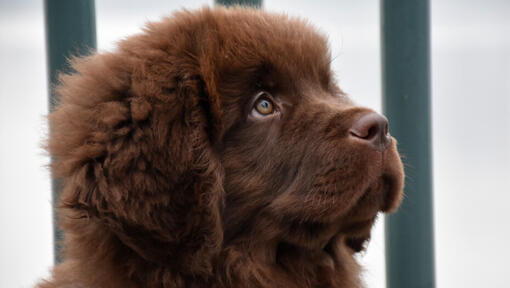 Brown Newfoundland Welpe schaut nach vorne