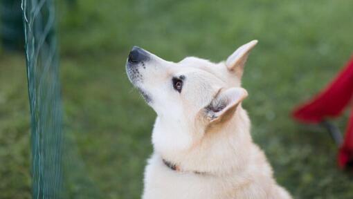 Der Norweger Buhund steht auf dem Hof und schaut nach vorne