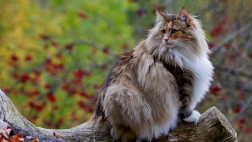 Norwegische Waldkatze klettert Baum