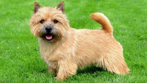 Terrier steht auf dem Gras