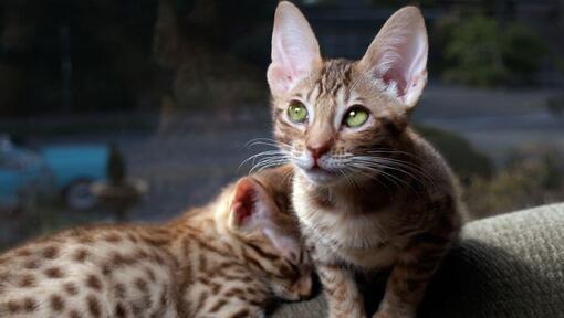 Zwei Ocicat-Kätzchen bereiten sich auf einen Schlaf vor