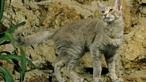 Orientalische Langhaarkatze spielt im Garten