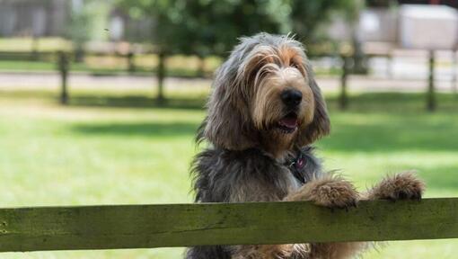 Otterhound lehnt sich an einen Zaun