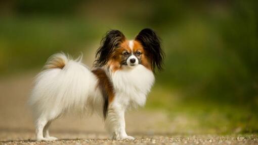 Papillon steht im Park