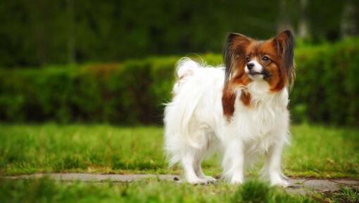 Papillon steht an einem warmen Frühlingsmorgen im Park