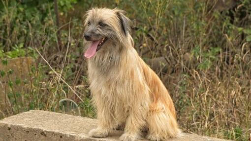 Pyrenäen-Schäferhund steht im Garten