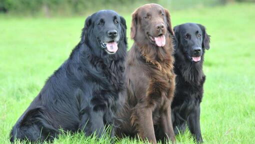 Drei Flat-Coated Retriever sitzen im Gras.