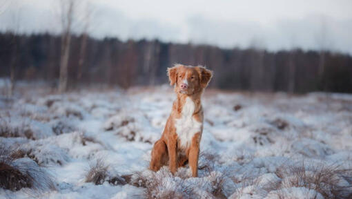 Retriever steht im Schnee