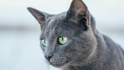 Russische blaue Katze beobachtet jemanden