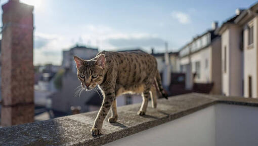 Savannah Katze geht auf dem Balkon